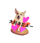 ジャックラッセルのシオン。（個別スタンプ：8）