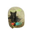 AustralianKelpie（個別スタンプ：1）