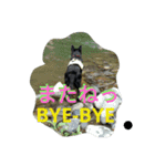 AustralianKelpie（個別スタンプ：2）
