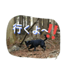 AustralianKelpie（個別スタンプ：3）