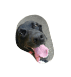 AustralianKelpie（個別スタンプ：4）