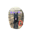 AustralianKelpie（個別スタンプ：5）
