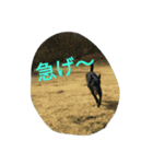 AustralianKelpie（個別スタンプ：6）