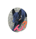 AustralianKelpie（個別スタンプ：7）
