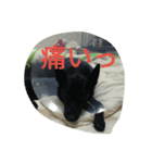 AustralianKelpie（個別スタンプ：9）