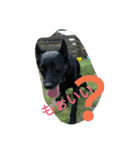 AustralianKelpie（個別スタンプ：10）