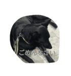 AustralianKelpie（個別スタンプ：12）