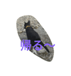 AustralianKelpie（個別スタンプ：13）