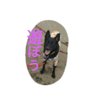 AustralianKelpie（個別スタンプ：14）