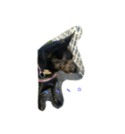 AustralianKelpie（個別スタンプ：15）