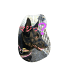 AustralianKelpie（個別スタンプ：16）