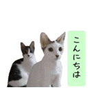 キュートなペット達（個別スタンプ：1）