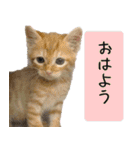 キュートなペット達（個別スタンプ：2）