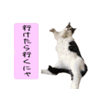 キュートなペット達（個別スタンプ：3）