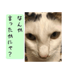 キュートなペット達（個別スタンプ：5）