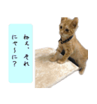 キュートなペット達（個別スタンプ：6）