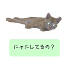 キュートなペット達（個別スタンプ：8）