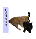 キュートなペット達（個別スタンプ：10）