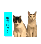 キュートなペット達（個別スタンプ：15）