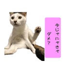 キュートなペット達（個別スタンプ：16）