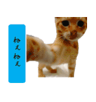 キュートなペット達（個別スタンプ：18）