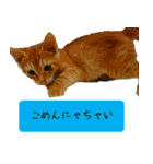 キュートなペット達（個別スタンプ：19）