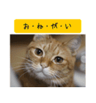 キュートなペット達（個別スタンプ：20）