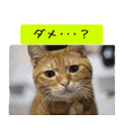 キュートなペット達（個別スタンプ：21）