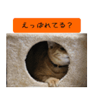 キュートなペット達（個別スタンプ：22）