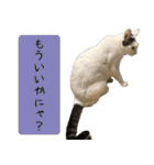 キュートなペット達（個別スタンプ：26）
