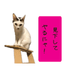 キュートなペット達（個別スタンプ：28）