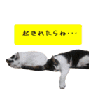 キュートなペット達（個別スタンプ：29）