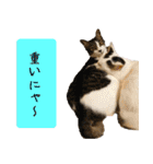 キュートなペット達（個別スタンプ：30）