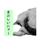 キュートなペット達（個別スタンプ：31）