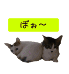 キュートなペット達（個別スタンプ：33）