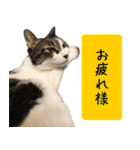 キュートなペット達（個別スタンプ：36）
