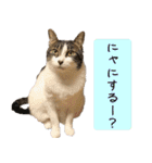 キュートなペット達（個別スタンプ：37）