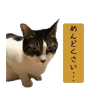 キュートなペット達（個別スタンプ：38）