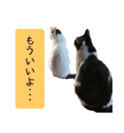 キュートなペット達（個別スタンプ：39）