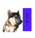 キュートなペット達（個別スタンプ：40）