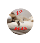 ポメラニアン もなか（個別スタンプ：2）
