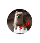 ポメラニアン もなか（個別スタンプ：8）