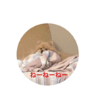 ポメラニアン もなか（個別スタンプ：14）