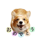 コーギーの杏ちゃん（個別スタンプ：3）