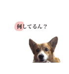 コーギーの杏ちゃん（個別スタンプ：5）