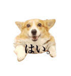 コーギーの杏ちゃん（個別スタンプ：9）