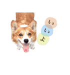 コーギーの杏ちゃん（個別スタンプ：10）