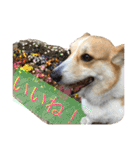コーギー短足部2（個別スタンプ：4）