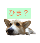 コーギー短足部2（個別スタンプ：9）