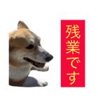 コーギー短足部2（個別スタンプ：21）